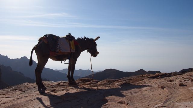 Esel in Petra Jordanien