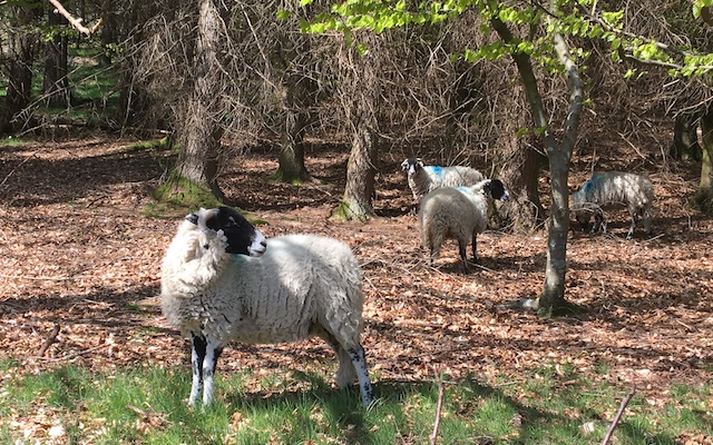 Schafe in England